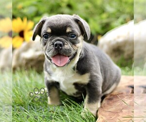 French Bulldog Puppy for sale in RONKS, PA, USA