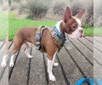 Small Photo #1 Boston Terrier Puppy For Sale in DICKINSON, TX, USA