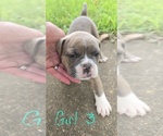 Puppy Puppy 3 Olde English Bulldogge