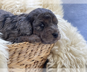 Aussiedoodle Miniature Puppy for sale in REDDING, CA, USA