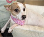 Small Chihuahua Mix