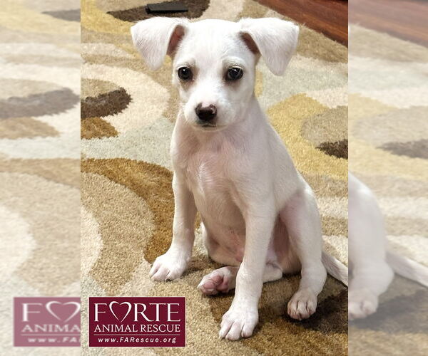 Medium Photo #3 Jack Chi Puppy For Sale in Marina del Rey, CA, USA