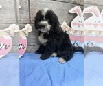 Small Photo #3 Miniature Bernedoodle Puppy For Sale in RICHMOND, IL, USA