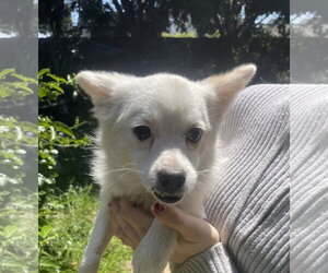 Daisy - Female Chihuahua Dog for Adoption - Photo #2