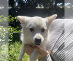 Small #1 Chihuahua