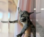 Puppy Princess French Bulldog