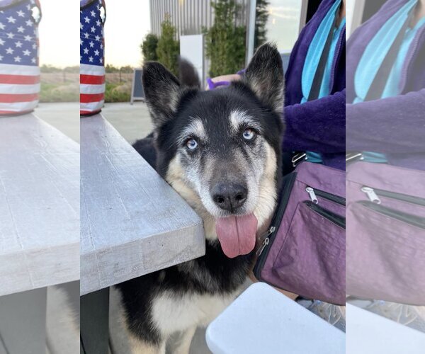 Medium Photo #2 Siberian Husky Puppy For Sale in  Ramona, CA, USA