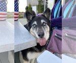 Small #1 Siberian Husky