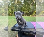 Puppy Roxy American Bully Mikelands 