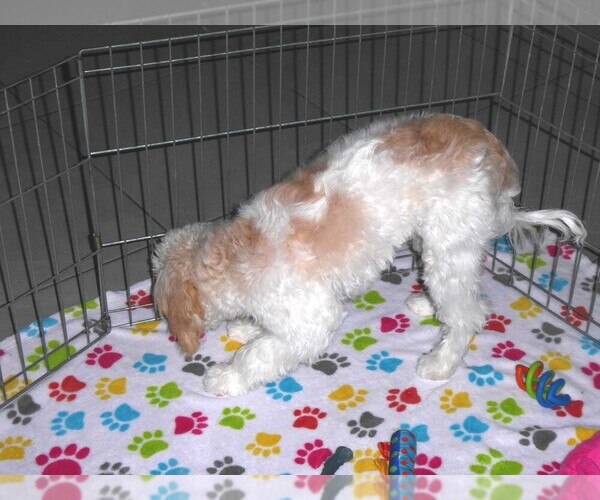 Medium Photo #8 Cavapoo-Poodle (Miniature) Mix Puppy For Sale in ORO VALLEY, AZ, USA
