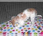 Small #7 Cavapoo-Poodle (Miniature) Mix