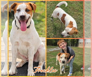 Labrador Retriever-Unknown Mix Dogs for adoption in Blacksburg, SC, USA