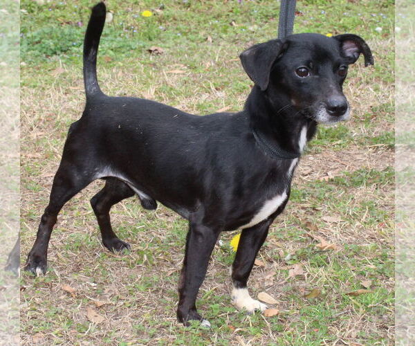 Medium Photo #4 Chihuahua-Unknown Mix Puppy For Sale in Prattville, AL, USA