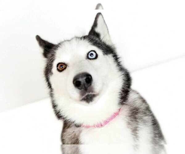 Medium Photo #4 Alaskan Malamute Puppy For Sale in Oak Bluffs, MA, USA