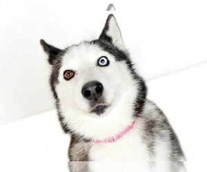 Hanny - Female Alaskan Malamute Dog for Adoption - Photo #4