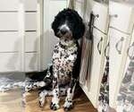 Small Photo #1 Goldendoodle Puppy For Sale in HOWARD CITY, MI, USA