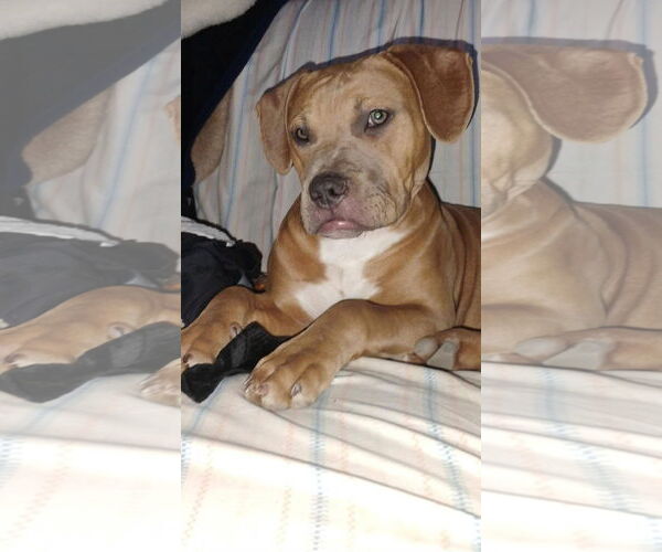 Medium Photo #1 Labrador Retriever-Unknown Mix Puppy For Sale in Alexander, AR, USA