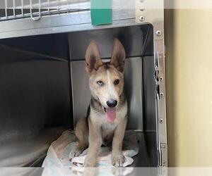 German Shepherd Dog-Siberian Husky Mix Dogs for adoption in Pasadena, CA, USA
