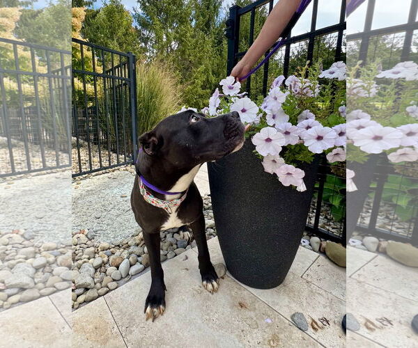 Medium Photo #11 American Pit Bull Terrier-Unknown Mix Puppy For Sale in Germantown, OH, USA