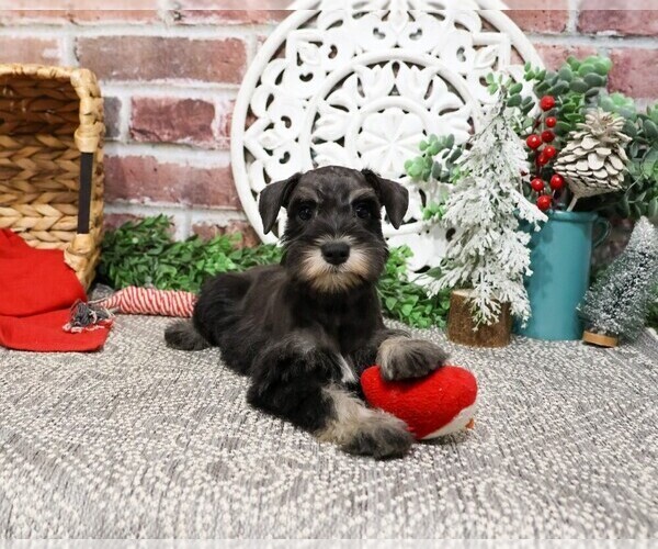 Medium Photo #4 Schnauzer (Miniature) Puppy For Sale in SYRACUSE, IN, USA