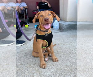 Doberman Pinscher-Labrador Retriever Mix Dogs for adoption in Spotsylvania, VA, USA