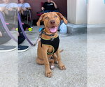 Small Doberman Pinscher-Labrador Retriever Mix