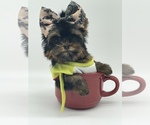 Small Photo #11 Yorkshire Terrier Puppy For Sale in CORAL SPRINGS, FL, USA
