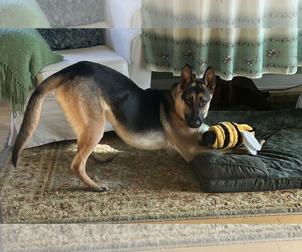 Medium Photo #2 Mutt Puppy For Sale in Marina Del Rey, CA, USA