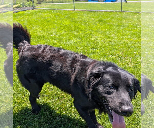 Medium Photo #3 Mutt Puppy For Sale in Rootstown, OH, USA