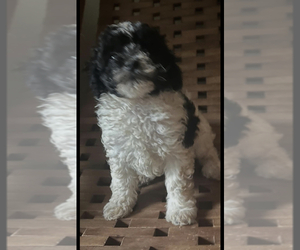 Maltipoo Dogs for adoption in VENETA, OR, USA