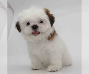 Shih Tzu Puppy for sale in LOS ANGELES, CA, USA