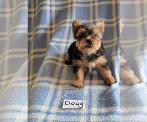 Yorkshire Terrier Puppy for sale in HOPKINSVILLE, KY, USA