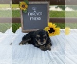 Small #3 Aussiedoodle Miniature 