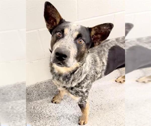 Medium Photo #2 Mutt Puppy For Sale in Houston, TX, USA