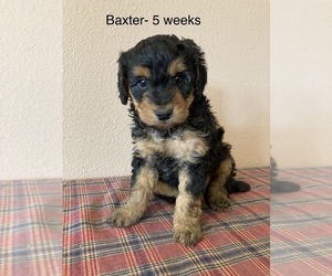 Aussiedoodle Miniature  Puppy for sale in SPOKANE, WA, USA