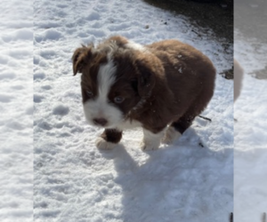 Australian Shepherd Puppy for sale in LISBON, OH, USA