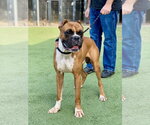 Small Photo #5 Boxer Puppy For Sale in Austin, TX, USA