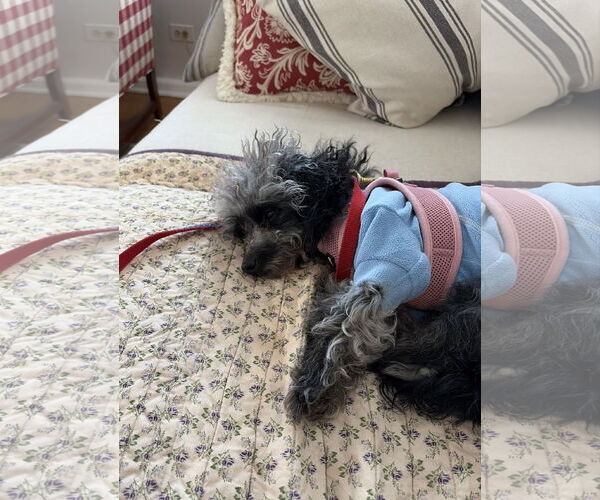 Medium Photo #3 Poodle (Miniature) Puppy For Sale in Wheaton, IL, USA