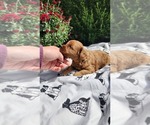 Small Photo #12 Cavapoo mix (+ Poodle Miniature) Puppy For Sale in GREENWOOD, WI, USA