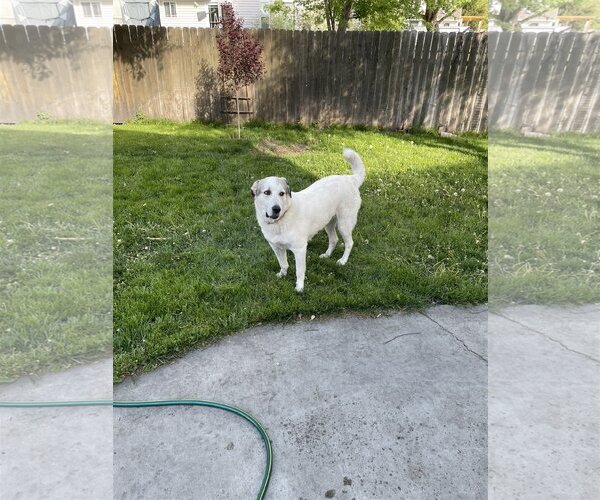 Medium Photo #2 Akbash-Unknown Mix Puppy For Sale in Bountiful, UT, USA