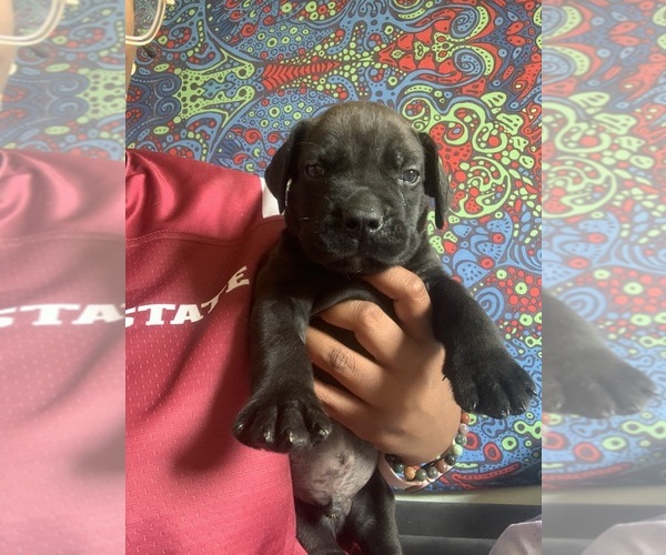 Medium Photo #93 Boerboel Puppy For Sale in LAS CRUCES, NM, USA
