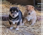 Small Photo #10 Shiba Inu Puppy For Sale in MANITO, IL, USA