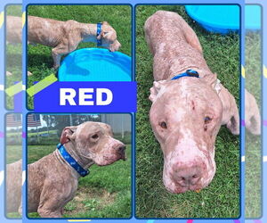 American Staffordshire Terrier Dogs for adoption in Pierceton , IN, USA