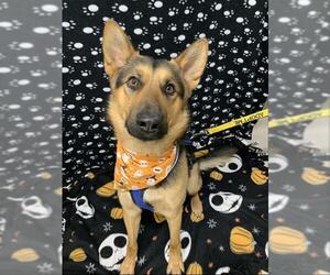 German Shepherd Dog-Unknown Mix Dogs for adoption in Fairbanks, AK, USA