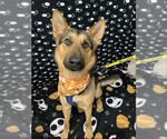 FALKOR - Male German Shepherd Dog-Unknown Mix Dog for Adoption - Small photo