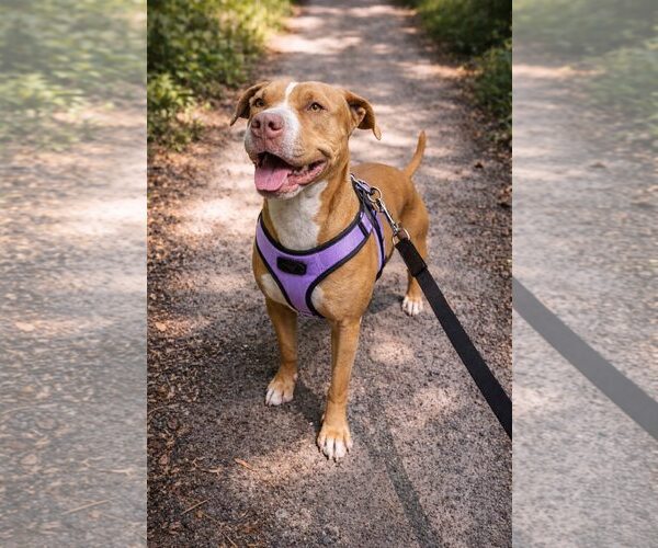 Medium Photo #7 Mutt Puppy For Sale in  Gainesville, FL, USA