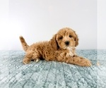 Image preview for Ad Listing. Nickname: Biscuit