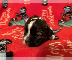 Poodle (Toy)-Shorkie Tzu Mix Puppy for sale in KYLE, TX, USA