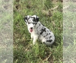 Small Photo #1 Australian Shepherd Puppy For Sale in CAT SPRING, TX, USA