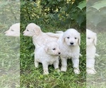 Small #8 Goldendoodle